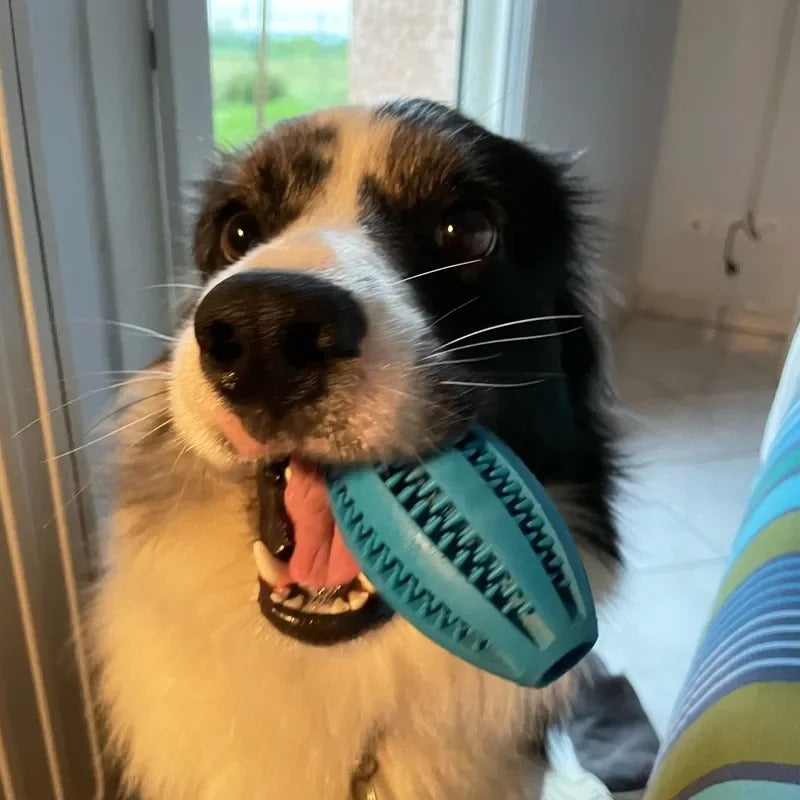 jouet pour chien balle bleu