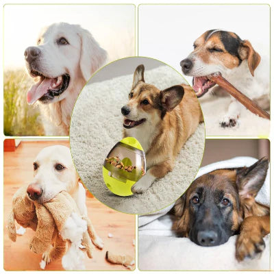 jouet pour chien jaune photos chiens