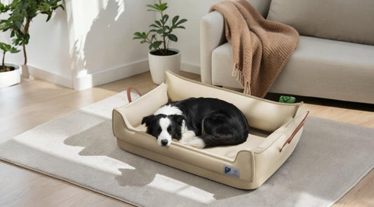 chien dort paisiblement dans panier confortable intérieur calme