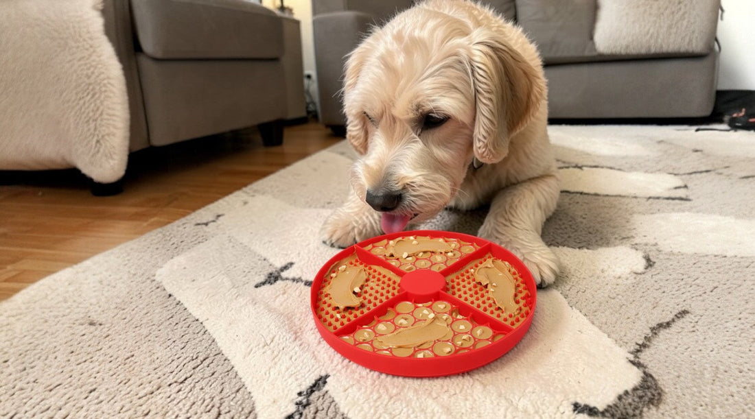 Comparatif des gamelles anti glouton pour chien : laquelle choisir ?