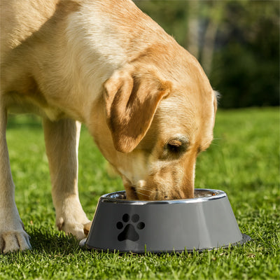 gamelle grise chien jardin