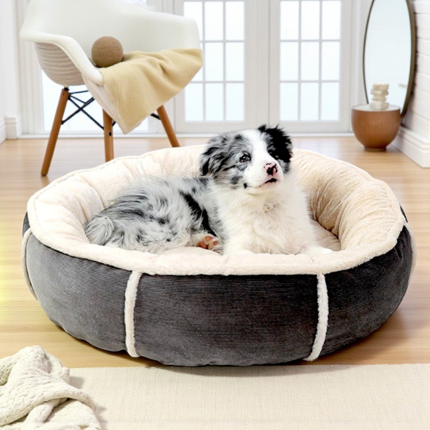 panier Chien gris dans salon