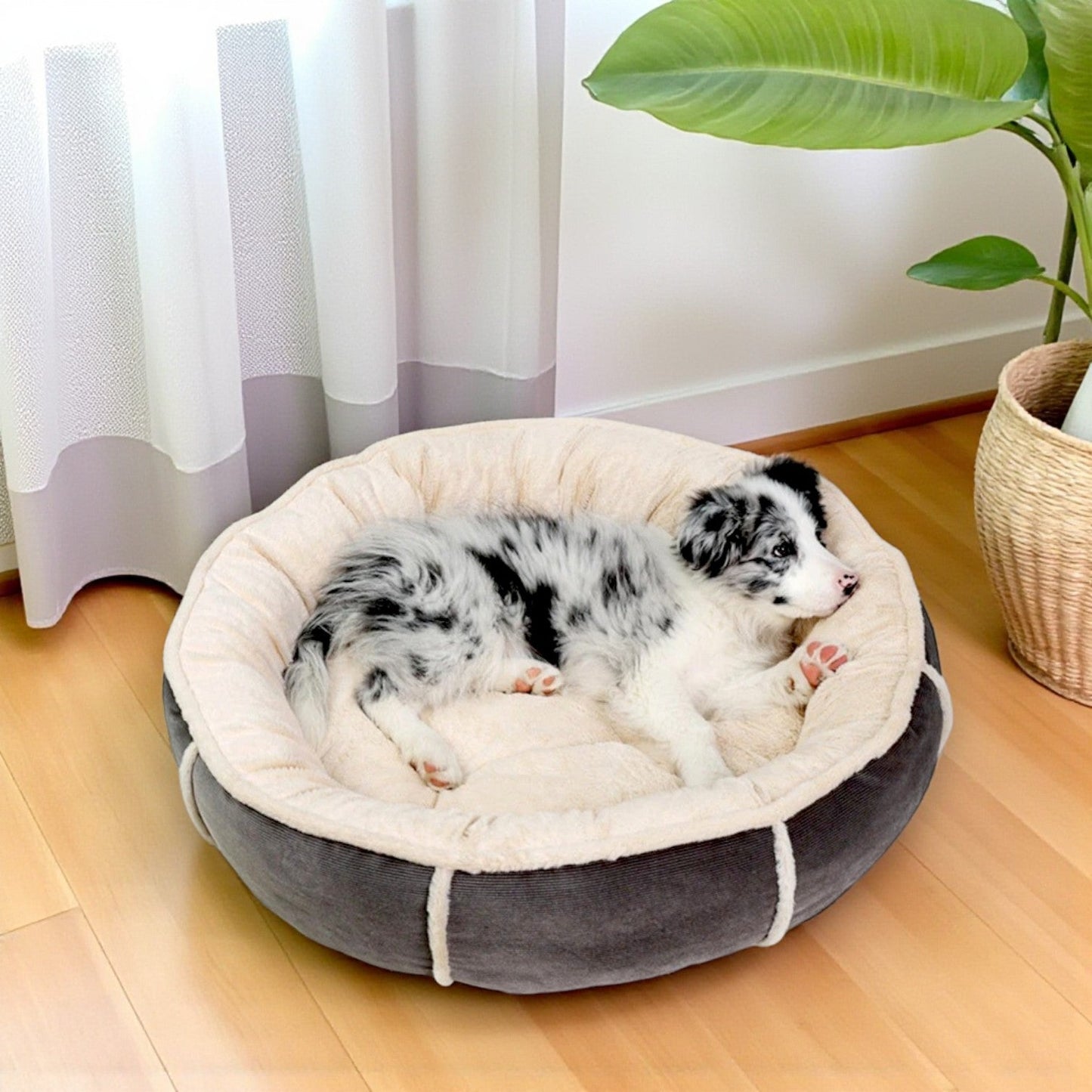 panier chien zenrond gris