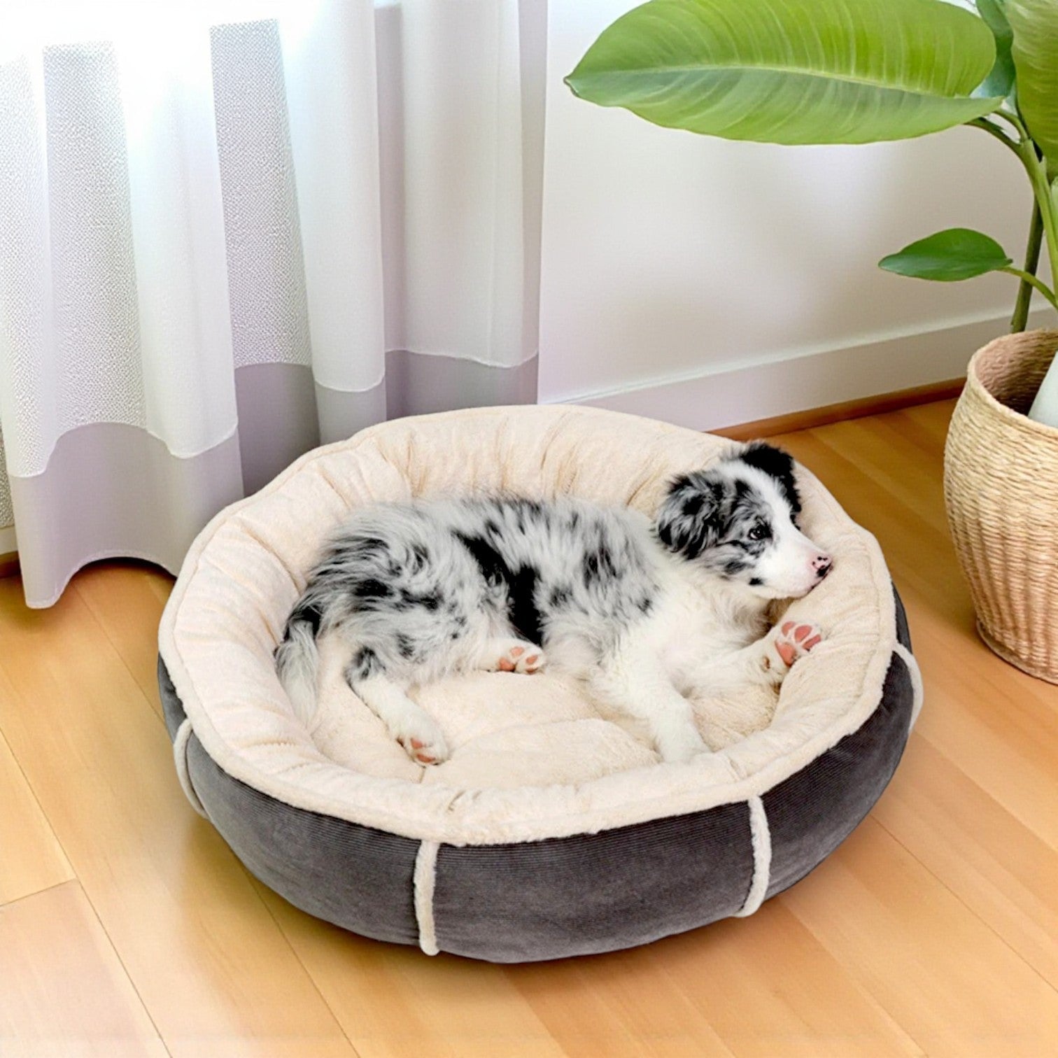 panier chien zenrond gris